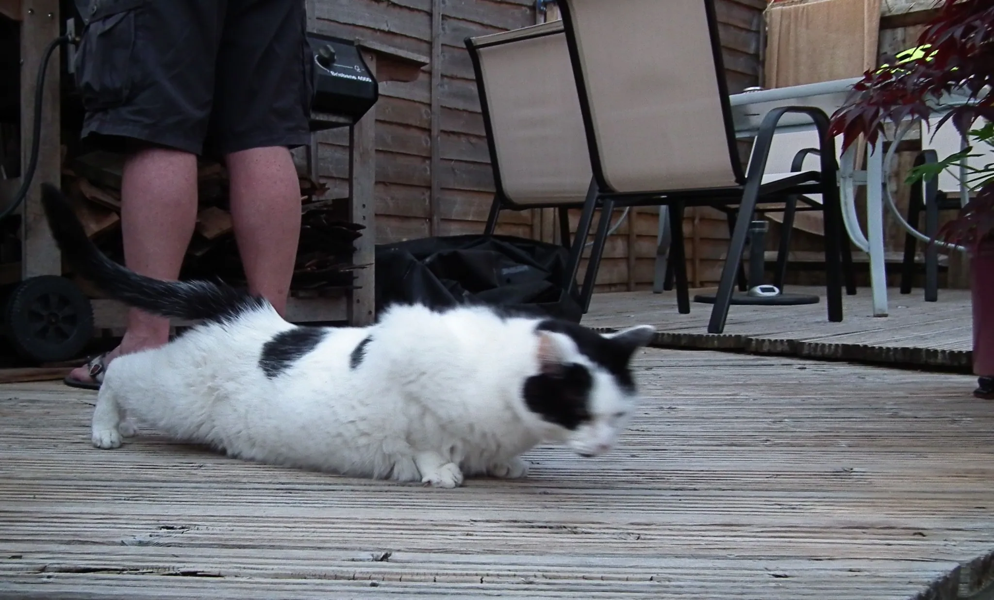 E22 sous chef marshall aka petes puppycat   22 may (3a)